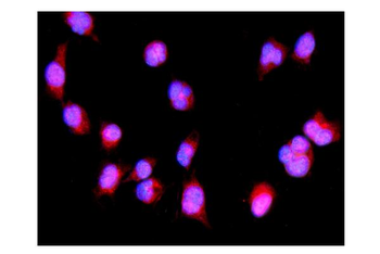 Anti-IRF3 Antibody