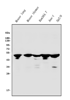 Anti-IRF3 Antibody