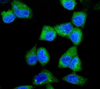 Anti-ITCH/AIP4 Antibody