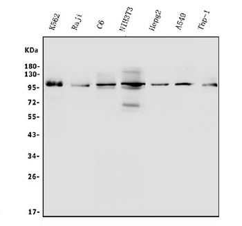 Anti-ITCH/AIP4 Antibody