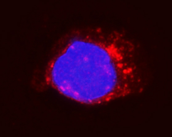 Anti-Integrin beta 5/ITGB5 Antibody