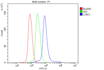 Anti-LY6C Antibody