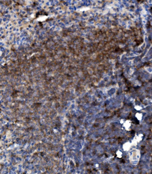Anti-LY6C Antibody
