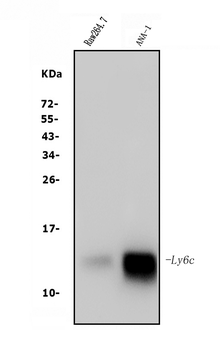 Anti-LY6C Antibody