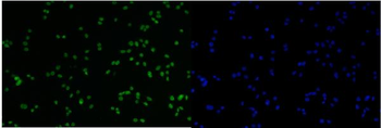 Anti-MCM6 Antibody