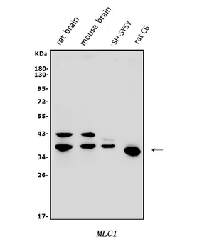 Anti-MLC1 Antibody