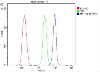 Anti-non-muscle Myosin IIB/MYH10 Antibody