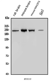 Anti-non-muscle Myosin IIB/MYH10 Antibody