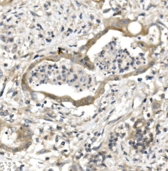 Anti-PVRL1/NECTIN1 Antibody