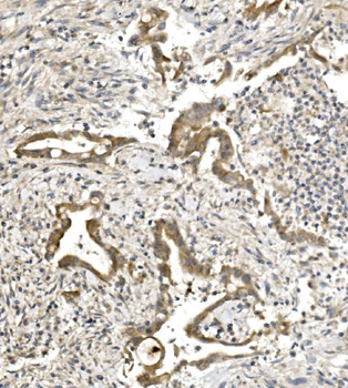 Anti-PVRL1/NECTIN1 Antibody