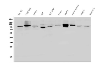Anti-PVRL1/NECTIN1 Antibody