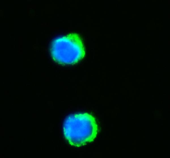 Anti-NNT Antibody