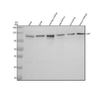 Anti-NNT Antibody