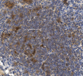 Anti-CD73/Nt5e Antibody