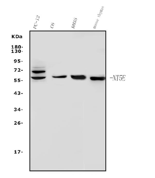Anti-CD73/Nt5e Antibody
