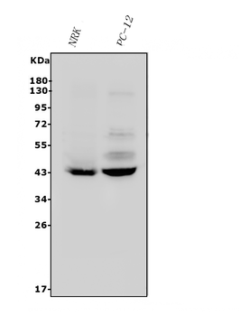 Anti-P2Y14/P2ry14 Antibody