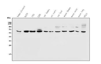 Anti-PAX1 Antibody