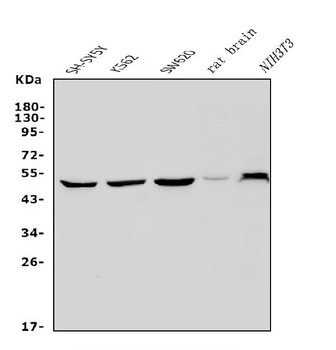 Anti-PAX3 Antibody
