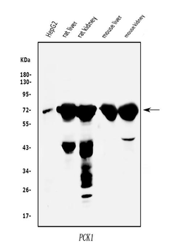 Anti-PCK1/PEPC Antibody