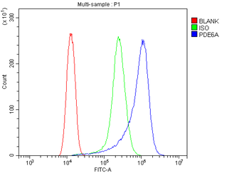 Anti-PDE6 alpha/PDE6A Antibody