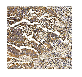 Anti-PDE6 beta/PDE6B Antibody