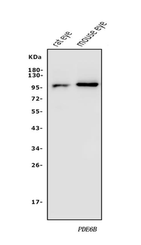 Anti-PDE6 beta/PDE6B Antibody
