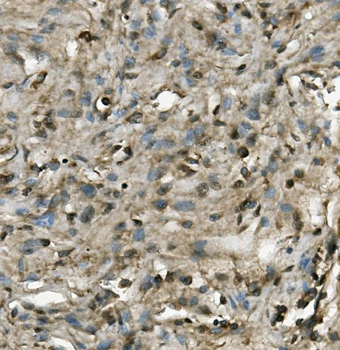 Anti-PRMT8 Antibody
