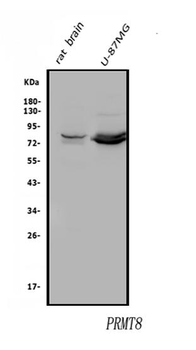 Anti-PRMT8 Antibody