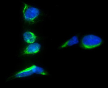 Anti-PROM1 Antibody