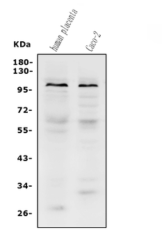 Anti-PROM1 Antibody