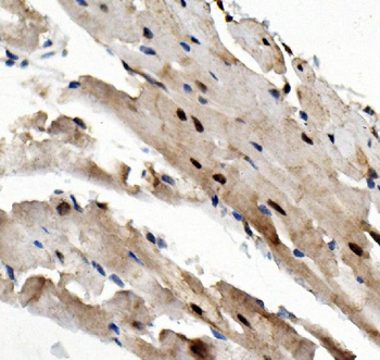Anti-Rad9/Rad9a Antibody