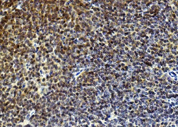 Anti-Rad9/Rad9a Antibody