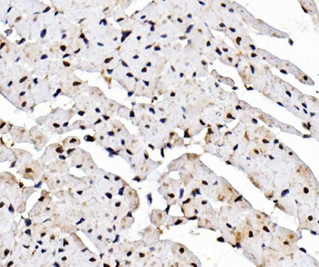 Anti-Rad9/Rad9a Antibody