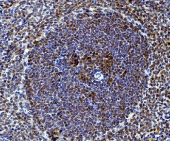 Anti-Rad9/Rad9a Antibody