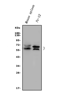 Anti-Rad9/Rad9a Antibody