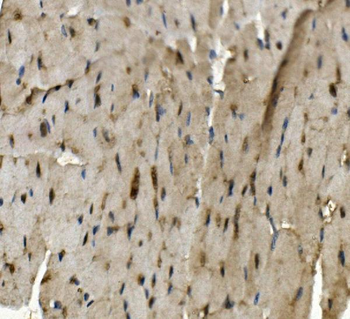 Anti-Rad9b Antibody
