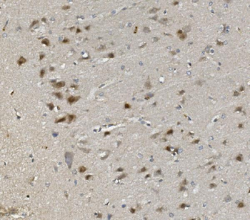 Anti-Rad9b Antibody