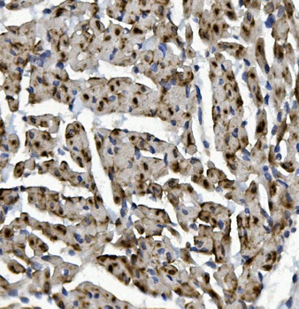 Anti-Rad9b Antibody