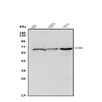 Anti-Rad9b Antibody