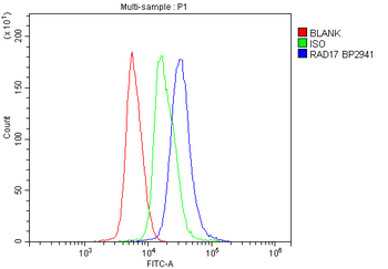 Anti-Rad17 Antibody