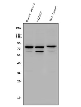 Anti-Rad17 Antibody