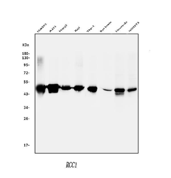 Anti-RCC1 Antibody