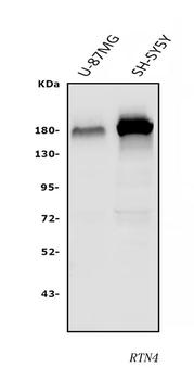 Anti-Nogo A/RTN4 Antibody