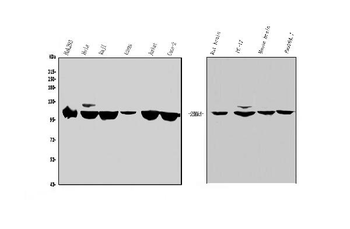 Sema6A Antibody