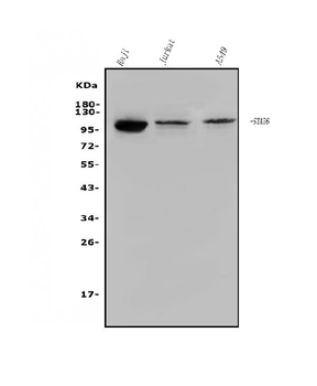 Anti-STAT6 Antibody