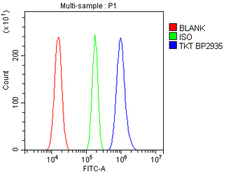 Anti-Transketolase/TKT Antibody