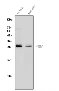 Anti-14-3-3 gamma/YWHAG Antibody