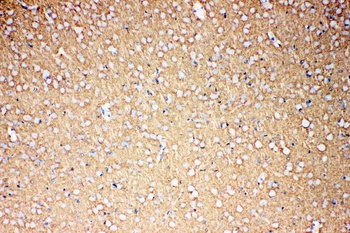 Anti-EAAT1/SLC1A3 Antibody