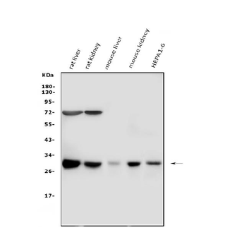 Cathepsin G/CTSG Antibody