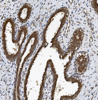 Anti-BCRP/ABCG2 Antibody